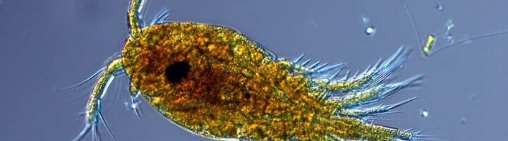 Фитопланктон оказался способен собирать радиоактивные элементы
