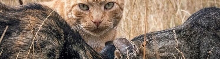 Радиоактивные кошки Селлафилда: правда или вымысел?