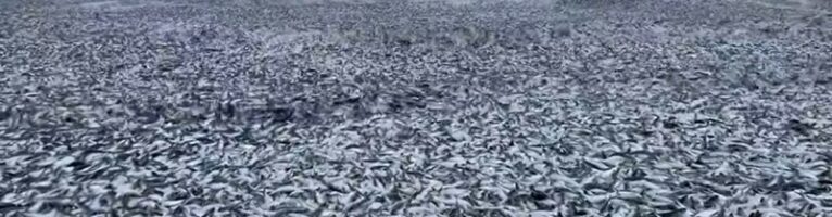 После слива радиоактивной воды берега Японии усеяны мертвой рыбой