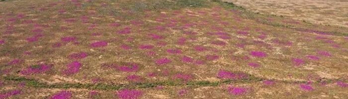 Фермеры ЮАР бьют тревогу из-за планов расширения ядерного могильника